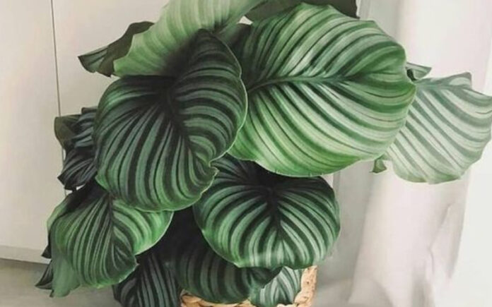 Calathea